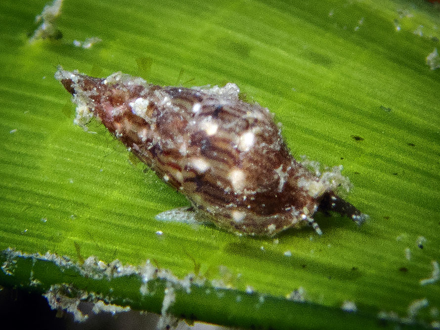 Mitridae 02